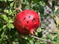 Infected Pomegranate