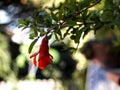 Pomegranate isolated red flower hanging on the branch Royalty Free Stock Photo