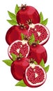 Pomegranate isolated, Vector, composition.