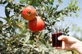 Pomegranate juice Royalty Free Stock Photo