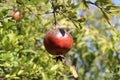 Pomegranate Royalty Free Stock Photo