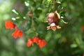 Pomegranate with leaves and flowers on the tree. Ripening pomegranate Royalty Free Stock Photo