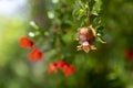 Pomegranate with leaves and flowers on the tree. Ripening pomegranate Royalty Free Stock Photo