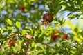 Pomegranate with leaves and flowers on the tree. Ripening pomegranate Royalty Free Stock Photo