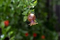 Pomegranate with leaves and flowers on the tree. Ripening pomegranate Royalty Free Stock Photo