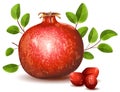 Pomegranate with leaves