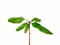 Pomegranate leaves on white background