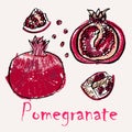 Pomegranate line art and color hand-drawn vector illustration. Rough crayon strokes doodle in an expressive loose coloring book