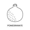 Pomegranate line icon in vector, fruit illustration