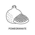 Pomegranate line icon in vector, fruit illustration