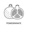 Pomegranate line icon in vector, fruit illustration