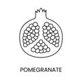 Pomegranate line icon in vector, fruit illustration