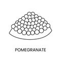 Pomegranate line icon in vector, fruit illustration