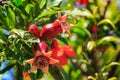 Pomegranate ovary with flowers on the tree Royalty Free Stock Photo