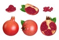 Pomegranate. Pieces of red fruits natural healthy products decent vector realistic botanical illustrations set isolated