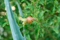Pomegranate plant, close up fruit with pests Royalty Free Stock Photo
