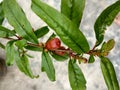 the pomegranate plant has begun to bear fruit