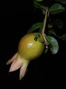 This is the pomegranate plant, which is a very tasty and versatile fruit