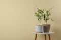 Pomegranate plants with green leaves on white table near beige wall, space for text