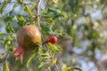 Pomegranate,Punica apple  Punica granatum  L.. Royalty Free Stock Photo