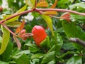 Pomegranate Or Punica Granatum In Bloom in Crete Royalty Free Stock Photo