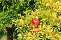 Pomegranate (Punica granatum) with blossom and fruit on green bush in summer in Albania