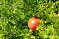 Pomegranate (Punica granatum) with blossom and fruit on green bush in summer in Albania