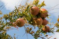 The pomegranate (Punica granatum)