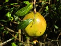 pomegranate, (Punica granatum), bush or small tree of the family Lythraceae and its fruit