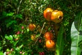 Pomegranate - Punica Granatum, called Anar or Dalim or Bedana fruit tree from Bangladesh