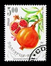 Pomegranate - Punica granatum, Flora serie, circa 1993