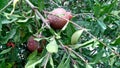 Pomagranate punica granatum fruits