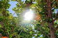 Pomegranate trees in Crete Royalty Free Stock Photo