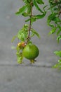 Pomegranate (Punica granatum) fruit Royalty Free Stock Photo