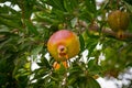 Pomegranate Punica granatum on its tree taken in Iran