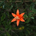 Pomegranate Or Punica Granatum Nana Flower