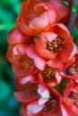 Pomegranate or Punica granatum red flowers. Pomegranate blossom branch