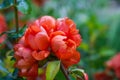 Pomegranate or Punica granatum red flowers. Pomegranate blossom branch