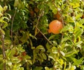 Pomegranate Or Punica Granatum Tree With Fruit