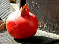 The pomegranate Punica granatum on the window pane, lit by autumn sunlight.