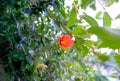 Pomegranate red flower with pomegranate in the tree Royalty Free Stock Photo