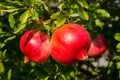 Pomegranate red on the tree