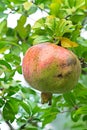 Pomegranate, ripening on the tree Royalty Free Stock Photo