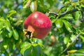 Pomegranate, ripening on the tree with green leaves. Greece. Royalty Free Stock Photo