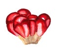 Pomegranate seed watercolour