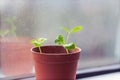 Pomegranate seed germination process