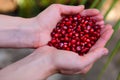 Pomegranate seeds in woman`s palms close up. Female hands holding garnet grain top view