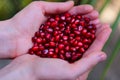Pomegranate seeds in woman`s palms close up. Female hands holding garnet grain top view