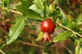 Pomegranate