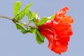 Pomegranate spring blossom vibrant red flowers Royalty Free Stock Photo